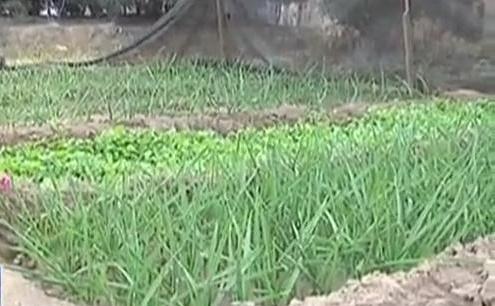 生態(tài)廊道變菜園 誰(shuí)干的？