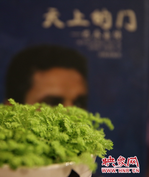 書(shū)架上精心布置的綠色植物。